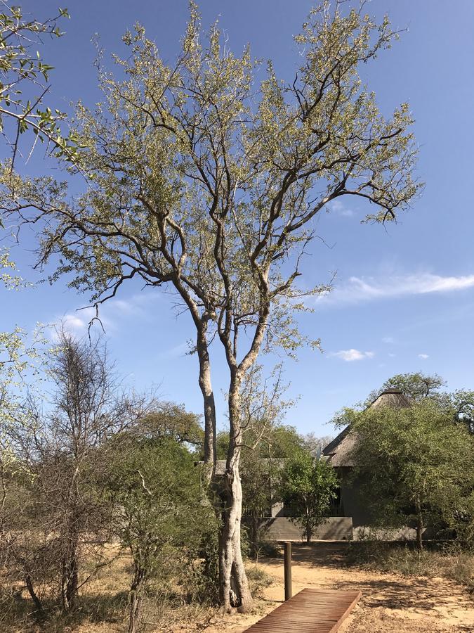 Leadwood Lodge Hoedspruit Exteriér fotografie